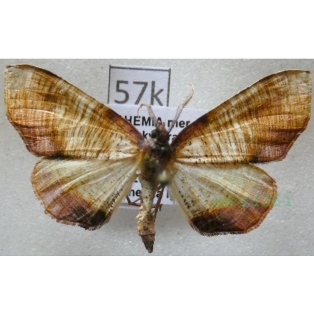 Plagodis dolabraria (Linnaeus, 1767) Nakreślik dębowiec Czech57k